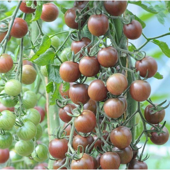 BENIH-BIBIT TOMAT BLACK CHERRY (HAIRA SEED)