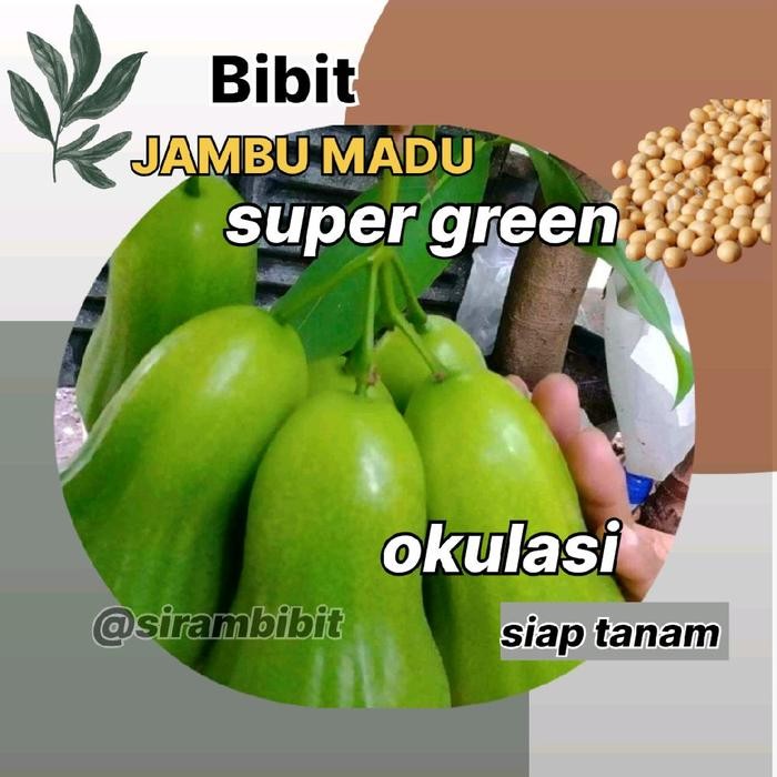 BIBIT JAMBU AIR MADU SUPER GREEN PREMIUM HASIL OKULASI - BENIH TANAMAN