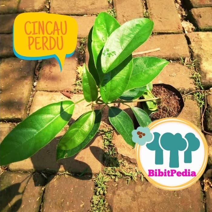 BIBIT TANAMAN CINCAU HIJAU CINCAU PERDU