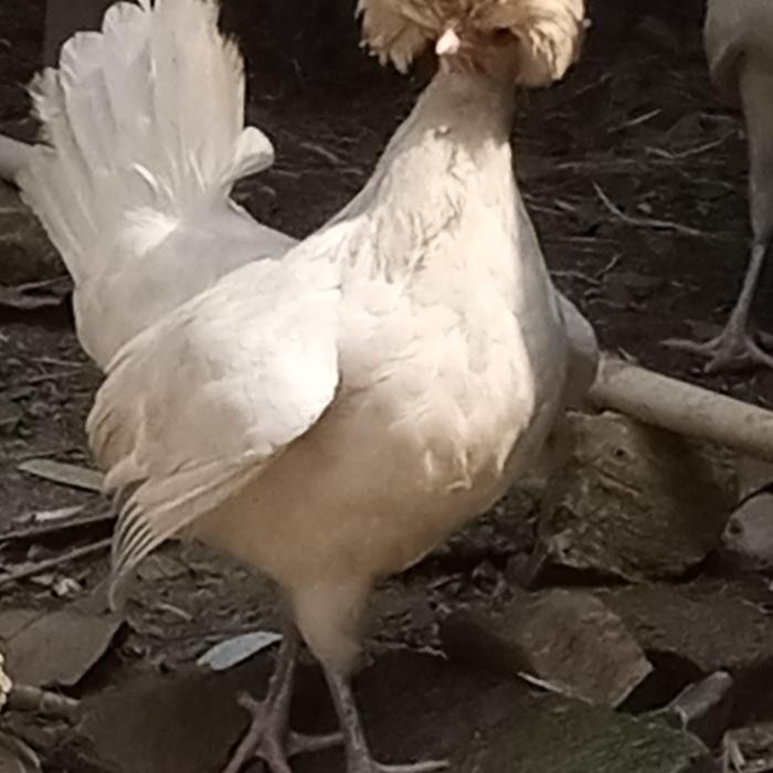Ayam Hias Poland White Dewasa Kondisi Sehat Siap Dipelihara Foto Real Jantan & Betina Tanpa Cacat