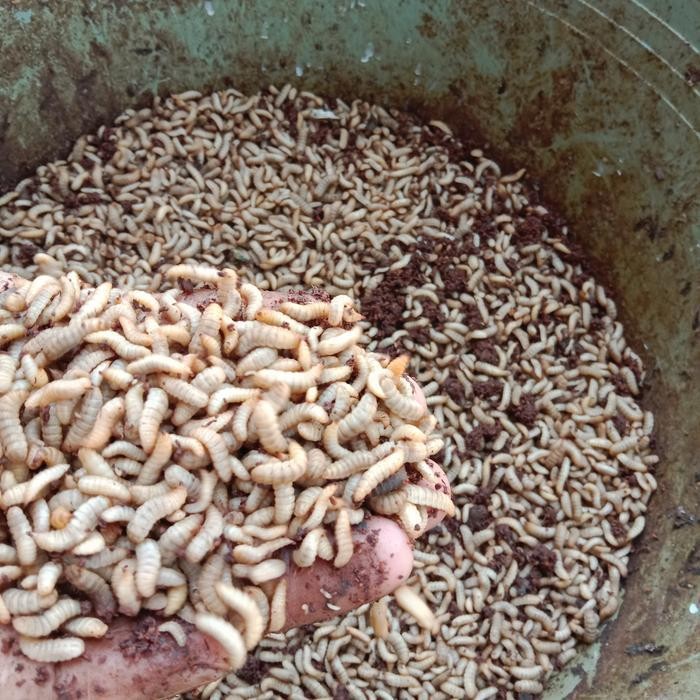 BARU- BLATUNG MAGGOT BSF HIDUP FRESS 1KG