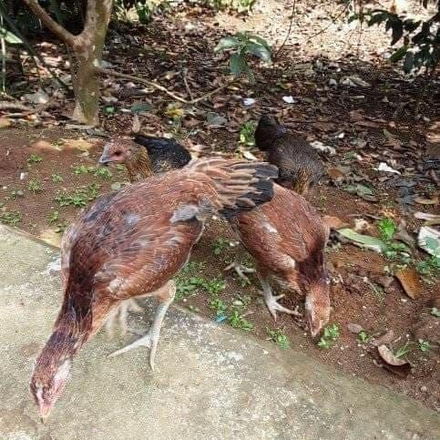 Paket 4ekor ayam pelung betina usia 3bulan