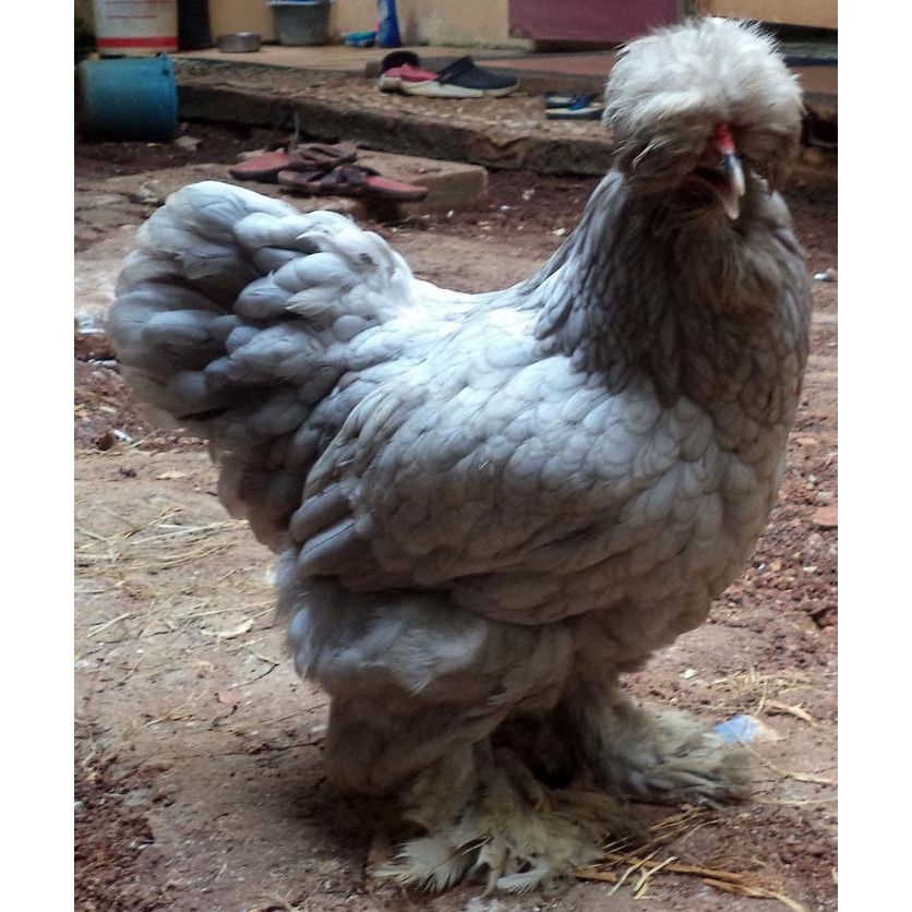 Ayam brahma Park blue betina ( real foto dan video )