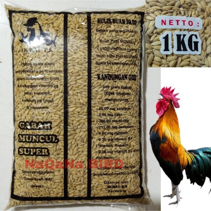 Gabah Bangkok Macul Super Pakan Alami Ayam 1kg