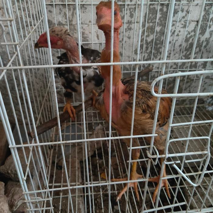 AYAM SAIGON BIRMA BANGKOK PAKHOY ANAKAN REMAJA INDUKAN READY