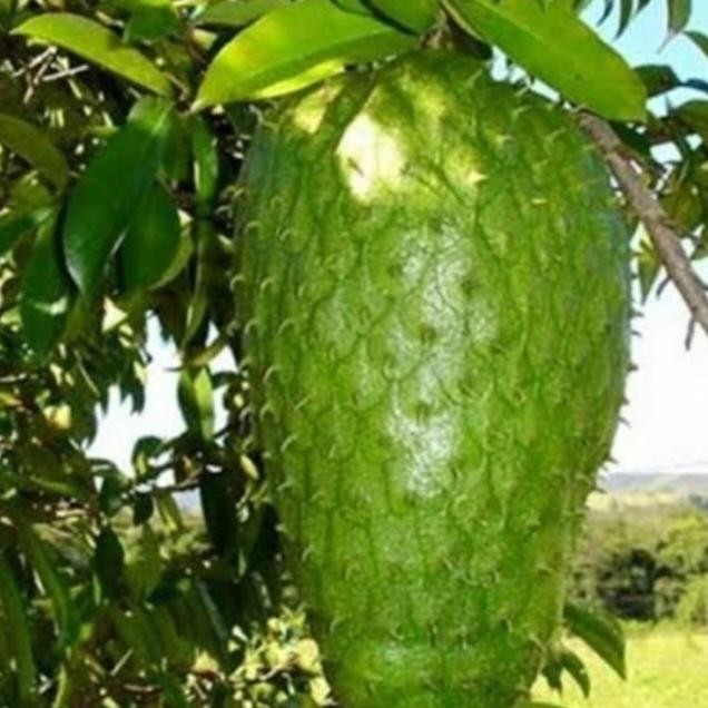 Bibit Tanaman Buah Sirsak jumbo Pohon Sirsak Jumbo Bibit Sirsak Madu