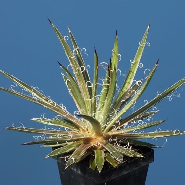 Tanaman Agave Leopoldii