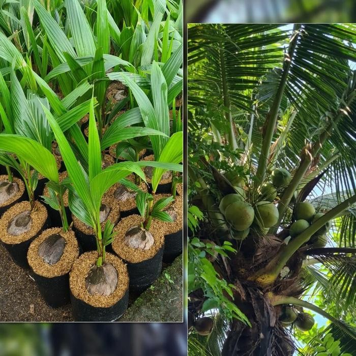 bibit kelapa pandan wangi thailand