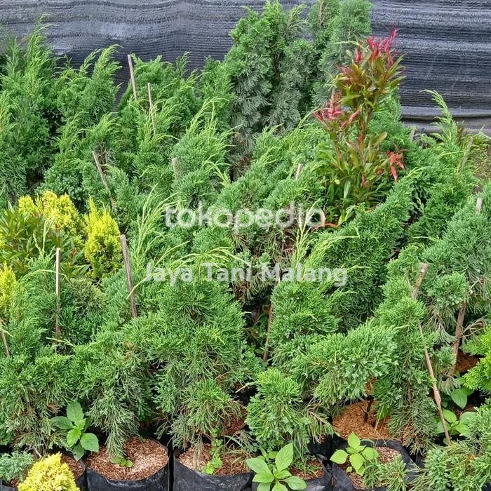 Lionmarket Bibit Tanaman Hias Cemara Sinensis Jumbo Batang Besar ( Bahan Bonsai )