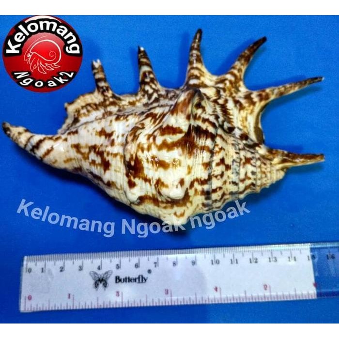 GGAF Cangkang Kerang Lambis Spider Conch Size Besar