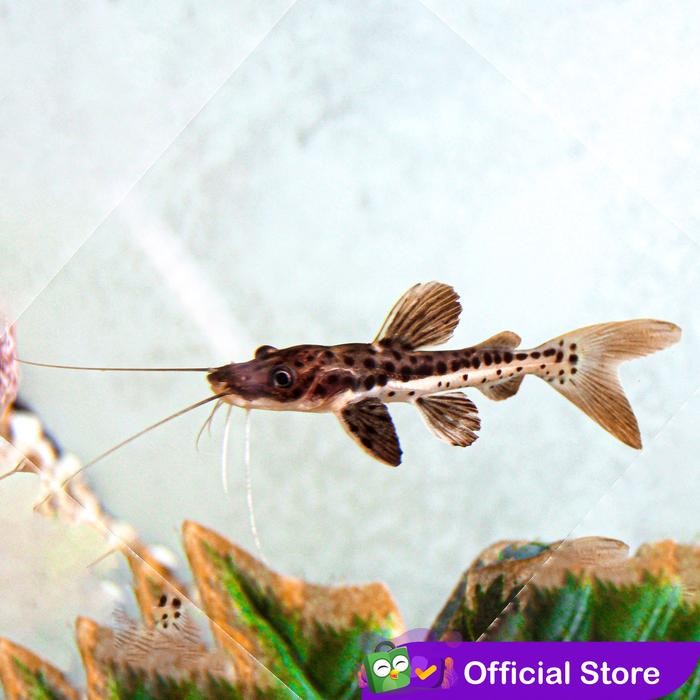 Siap Kirim Tiger Shovelnose Catfish / Lele TSN Ikan Hias Predator