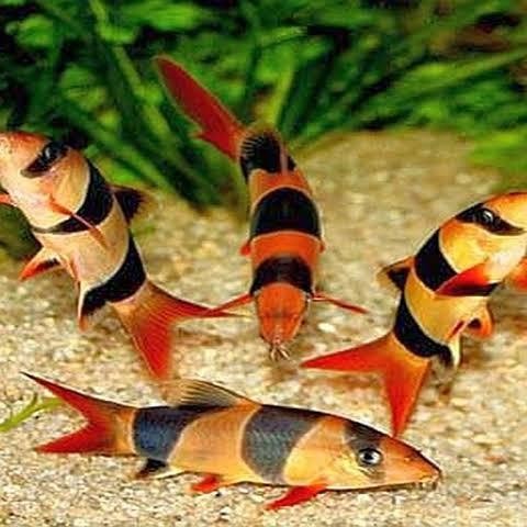 Siap Kirim Ikan Hias Botia Badut - Aquascape Air Tawar