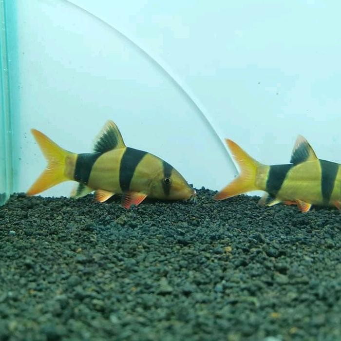 Siap Kirim Botia Badut Aquarium