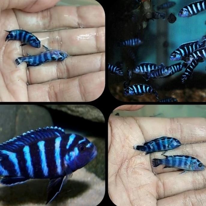 Siap Kirim Ikan Demasoni African Cichlid 5cm Aquarium
