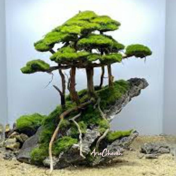 Siap Kirim Hiasan Bonsai Hutan di Tebing - Aquarium Aquascape Hardscape