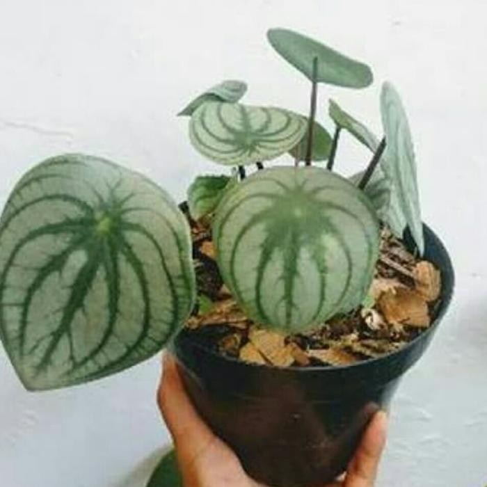 

peperomia watermelon langka
