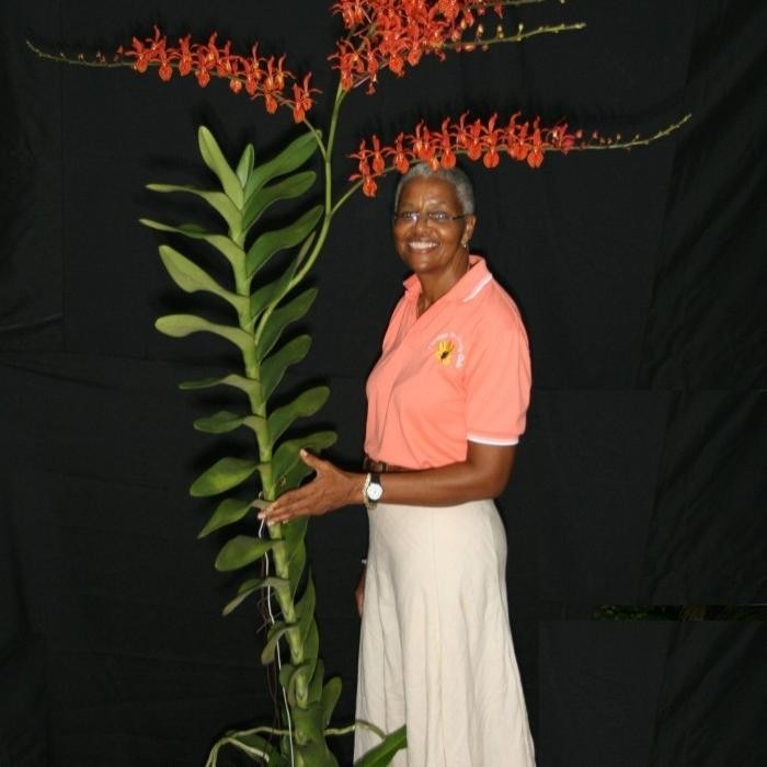 

Renanopsis Lena Rowold Anggrek Tropis Silangan Renanthera Vandopsis yang Mencuri Perhatian