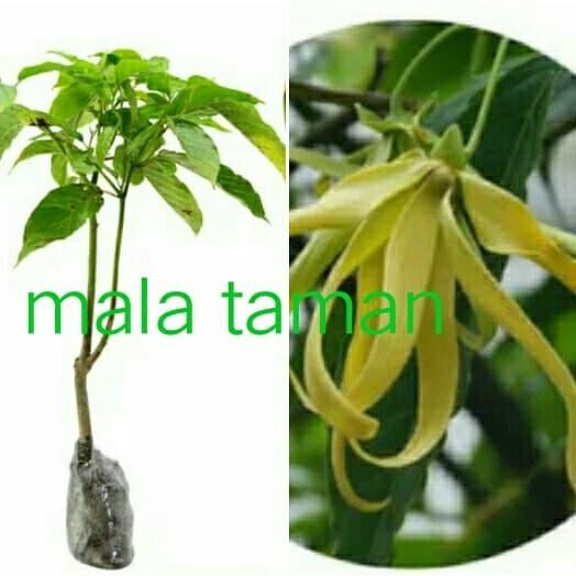 

Tanaman kenanga hias