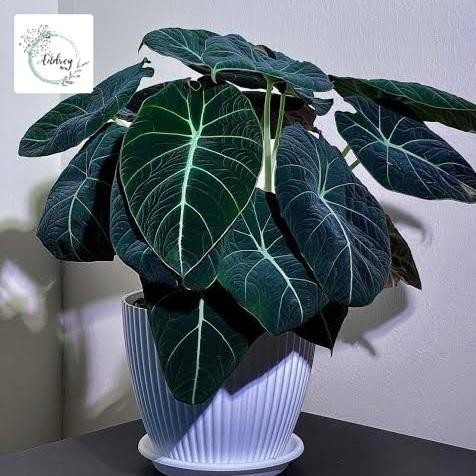

Tanaman Hias Alocasia Black Velvet