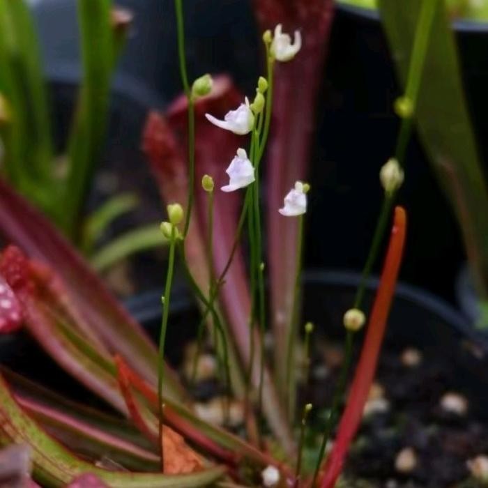 

Tanaman Karnivora Ultricularia Arenaria