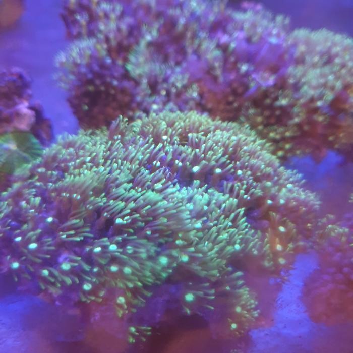 

polip bintang ijo metalik