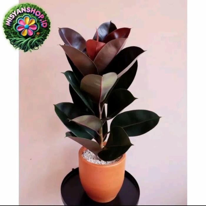 

Bisa COD Tanaman karet kebo /pohon karet kebo black marun Pasti Hemat