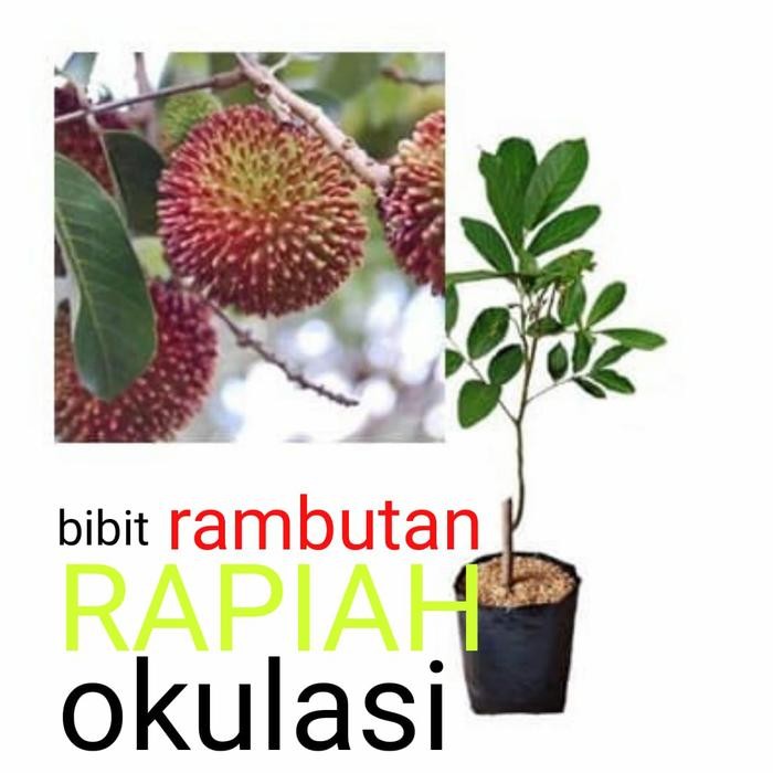 

Bibit rambutan rapiah okulasi cepat berbuah