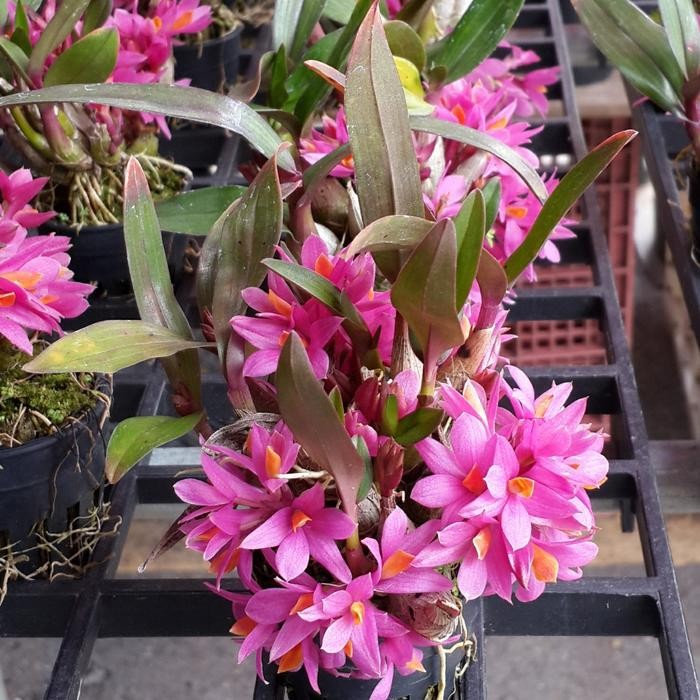 Anggrek Dendro Hibiki