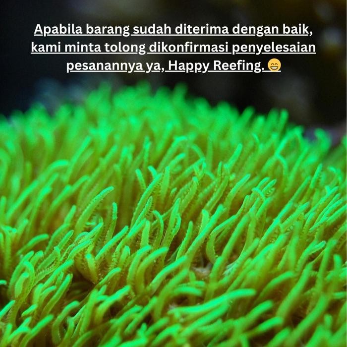 Nitrate Reducer Reef Tank 1000Ml