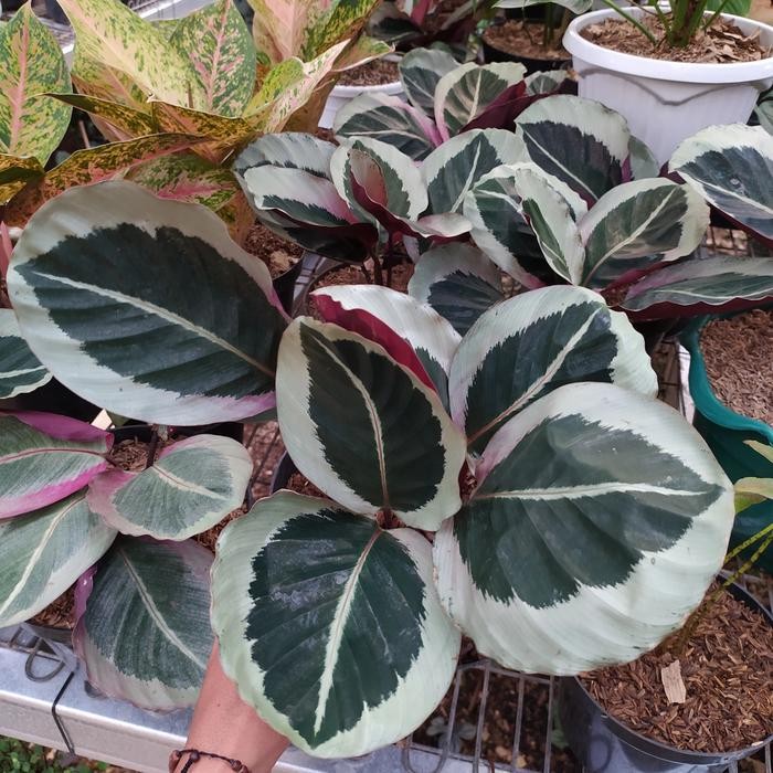 tanaman hias calathea Marion - calathea Cintya marion