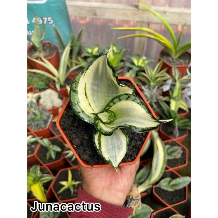 sansievera golden wendy