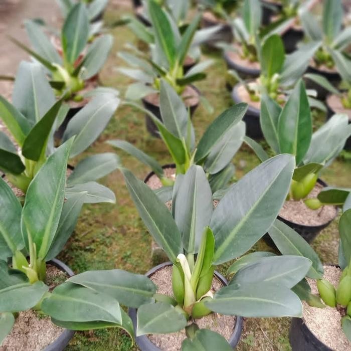 tanaman philo eceng katak