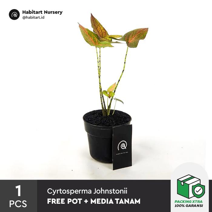 Cyrtosperma johnstonii / Tanaman Hias / Indoor Plant