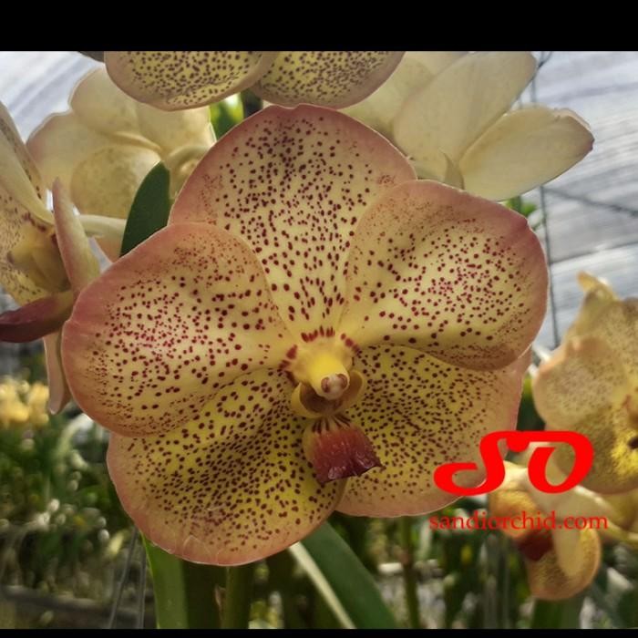 Vanda Yellow Butterfly ( Vanda Tubtim Velvet x Vanda Butterfly )
