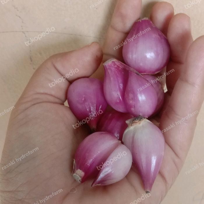

Pilihan- Bumbu Dapur Bawang Merah Kupas 1 Kg