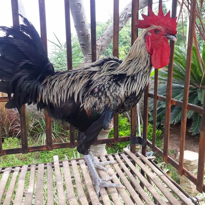 ayam pelung asli cianjur berkualitas