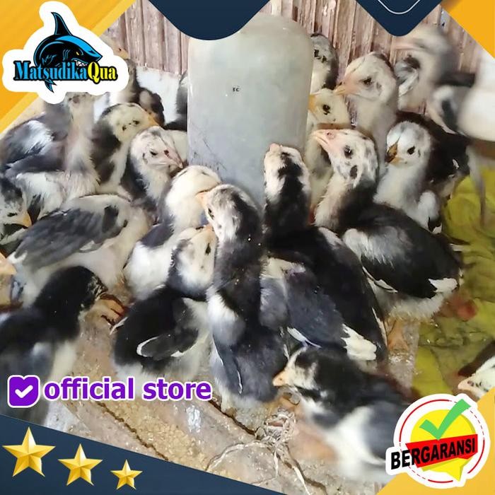 Ayam Kampung Bangkok Baby Anakan Gemuk Sehat Konsumsi