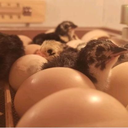 Mesin Tetas Telur Full Otomatis Kapasitas 50 Telur Ayam, Bebek dan Burung