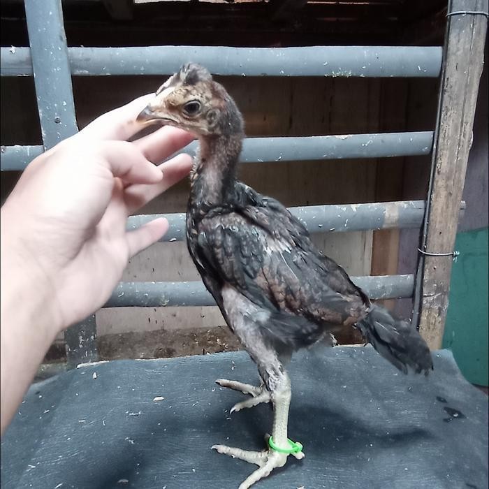 BARU- AYAM TARUNG PAMA BULBI PAKHOY KOYGON SHAMO ASEL