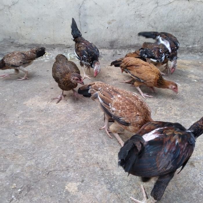 anak ayam kampung/ayam kampung tanggung/bibit ayam kampung umbaran