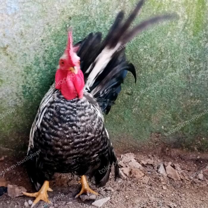 ayam Kate jago jali ceper dewasa super