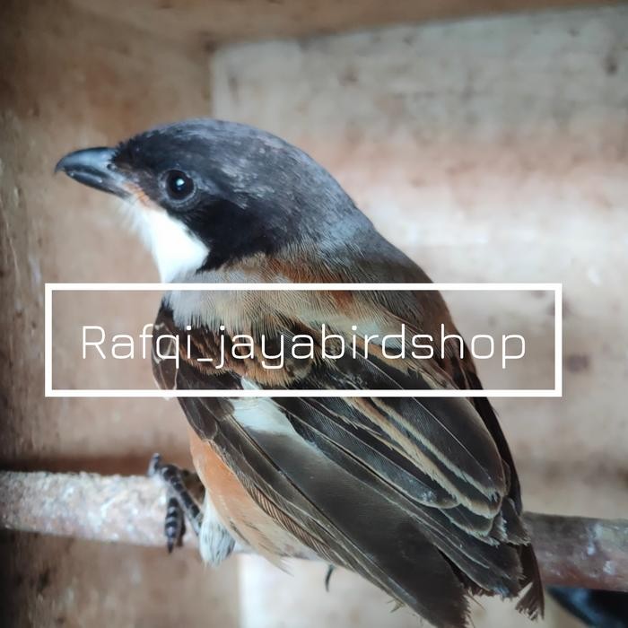 PENTET BONDOL BLANGKON BAHAN JANTAN PILIHAN BAGUS