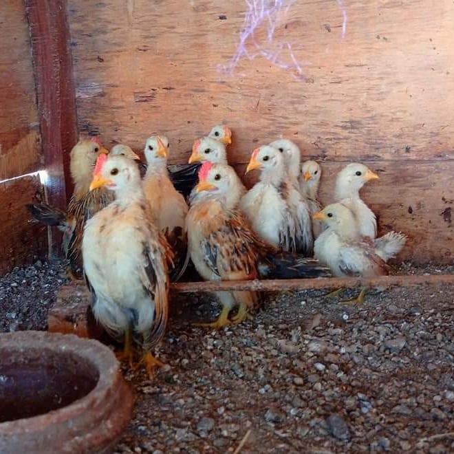 Indukan Ayam Serama Produkan Pacek sepasang bukan siapan