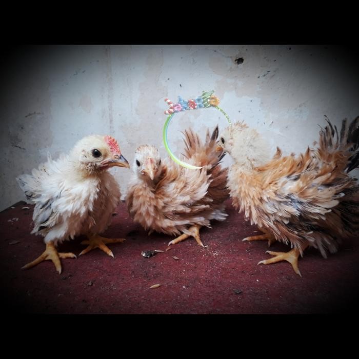 AYAM HIAS(CHOCIN/SERAMA/KATE/POLAND/BATIK/KAPAS/JAMBUL/CHAMOIS)