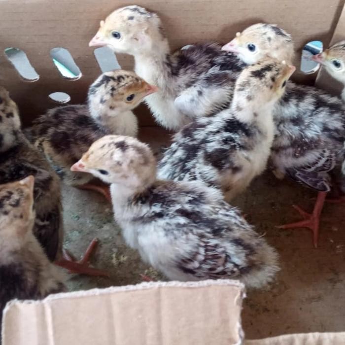 bibit ayam kalkun - ayam kalkun - anak ayam kalkun