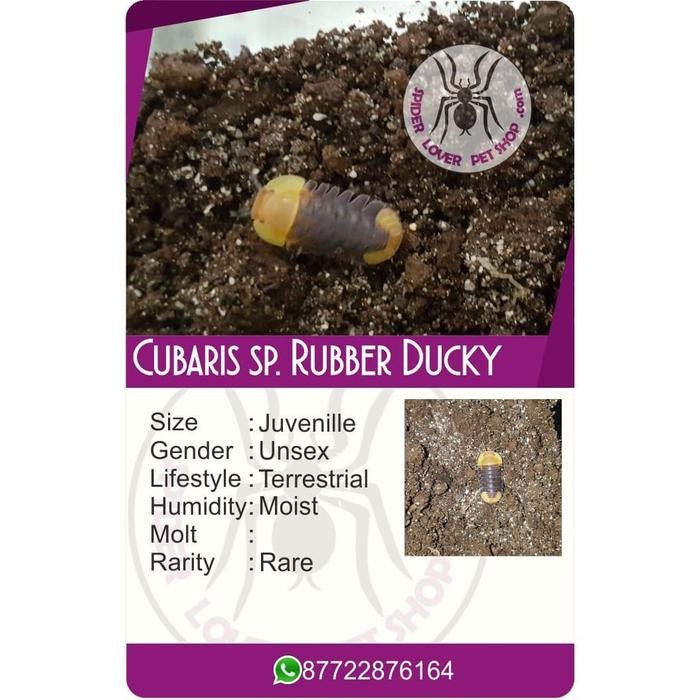 Pilihan- Cubaris Sp. Rubber Ducky Isopod / 1 Ekor