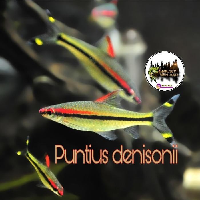 Pilihan- Ikan Hias Puntius Denisoni 10 Ekor