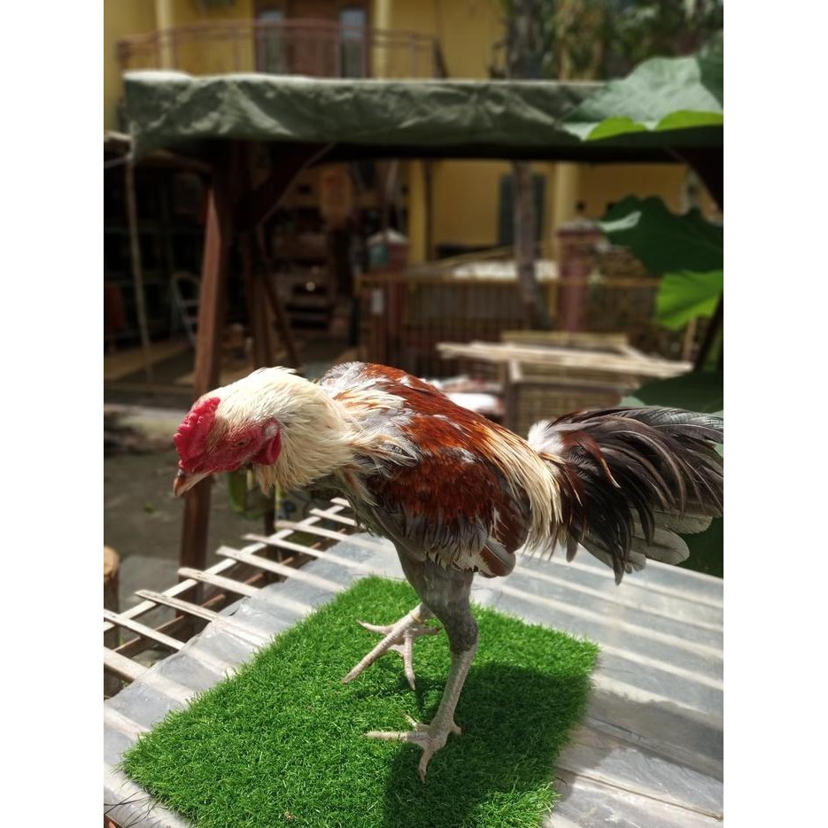 Anakan Ayam Mangon IQ x Pakhoy Usia 1 Bulan