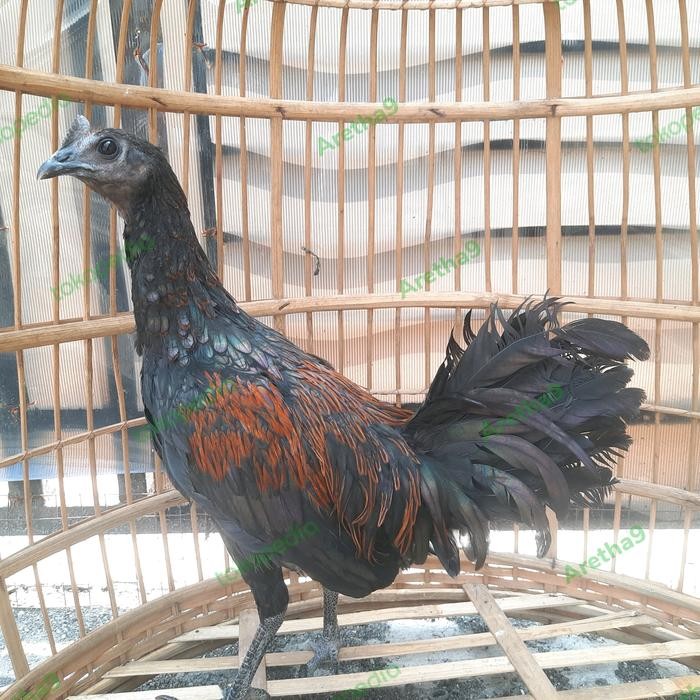 Ayam bekisar cemani bekicem jantan muda