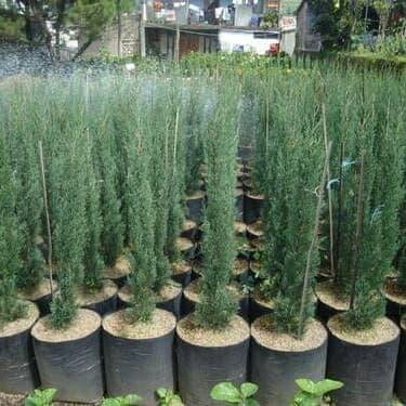 Pilihan- Tanaman Hias Cemara Natal Lilin Silver Kerucut Tinggi. 50 Cm